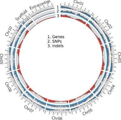 Exploring the sorghum race level diversity utilizing 272 sorghum accessions genomic resources
